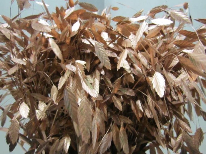 Chasmanthium Koper