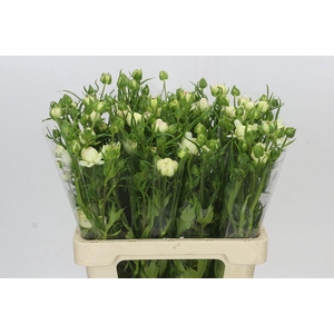 Ranunculus Moderna Galaxy