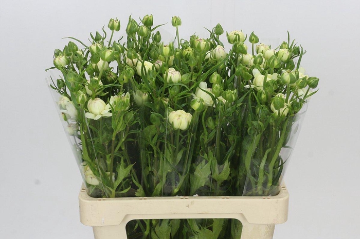 Ranunculus Moderna Galaxy