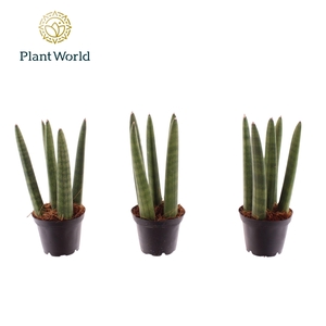 Sansevieria cylindrica 'Spaghetti' P6