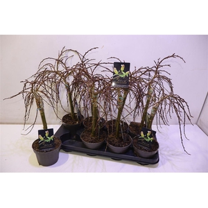 arr8 Salix Arbuscula Op Stam