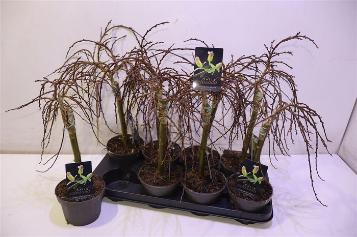 <h4>arr8 Salix Arbuscula Op Stam</h4>
