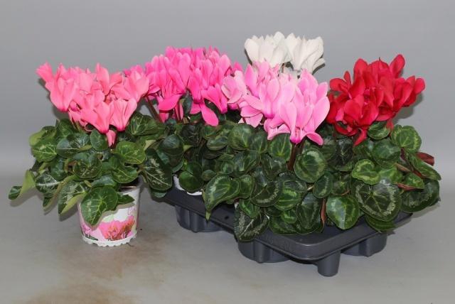 <h4>CYCL GR SUP XL</h4>