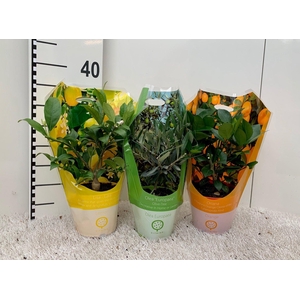 Algarve Mix Citrus & Olea (no fruits) carry-bag