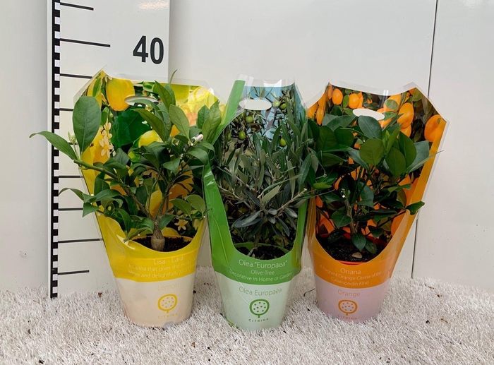 <h4>Algarve Mix Citrus & Olea (no fruits) carry-bag</h4>