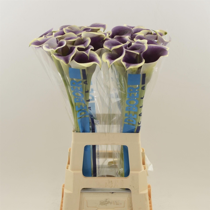 <h4>Calla Ranomi</h4>