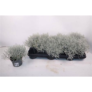 Calocephalus brownii