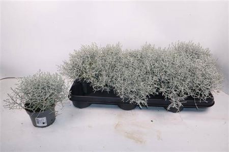 <h4>Calocephalus brownii</h4>