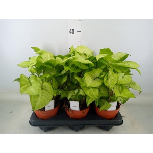 Syngonium  'White Butterfly'