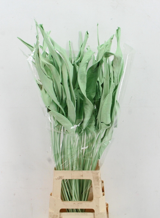 <h4>DROOGBL BEWERKT H%</h4>