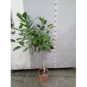 Ficus   ...