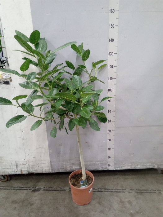 <h4>Ficus   ...</h4>