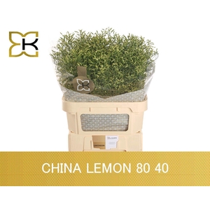 LIMONIUM SINENSE 'CHINA LEMON'