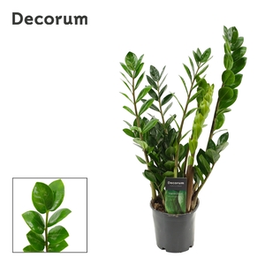 Zamioculcas Lima 12 cm Decorum 50 cm, 5+ veren (Decorum)