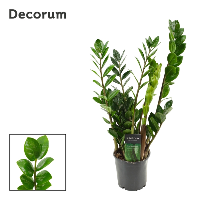 <h4>Zamioculcas Lima 12 cm Decorum 50 cm, 5+ veren (Decorum)</h4>