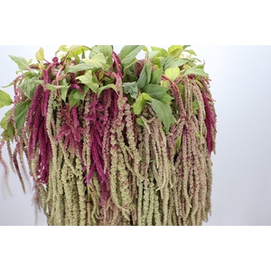 Amaranthus Caudatus Mira