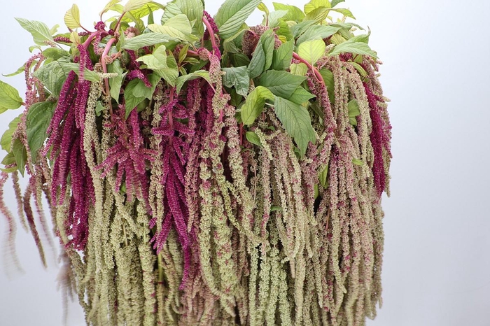 <h4>Amaranthus Caudatus Mira</h4>