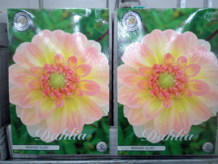 <h4>Dahlia   ...flowerbulbs</h4>