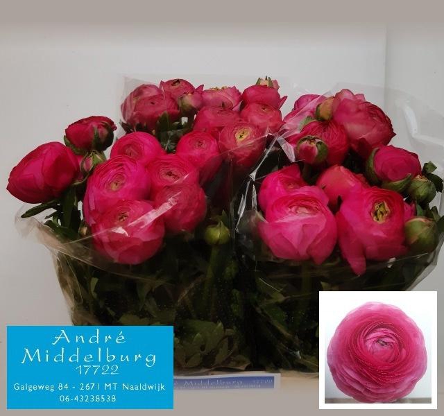 <h4>RAN AAZUR DEEP ROSE</h4>