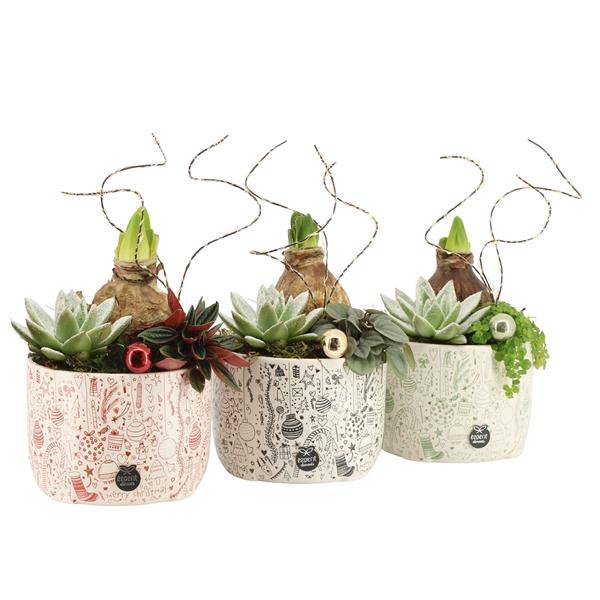 <h4>61596: X-mas arrangement</h4>