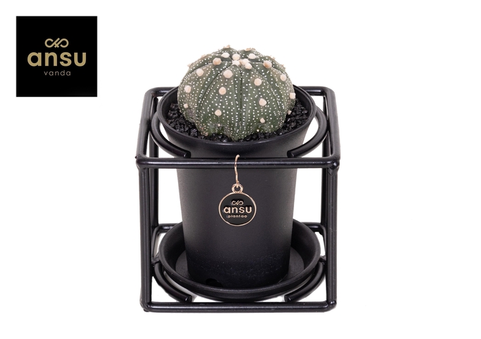 CACTUS OV