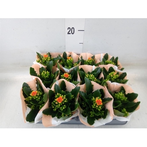 Kalanchoe blos. 'African Robbie'