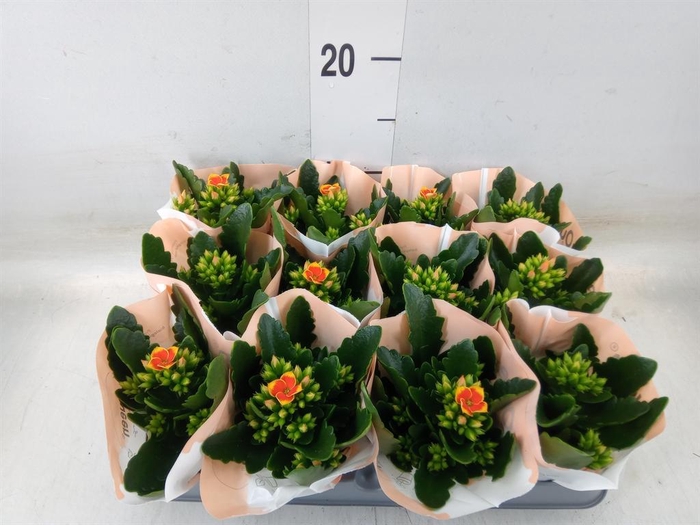<h4>Kalanchoe blos. 'African Robbie'</h4>
