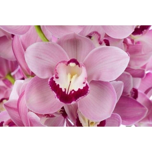 CYMB GR HUNGARIAN BEAUTY FREEKE FRE