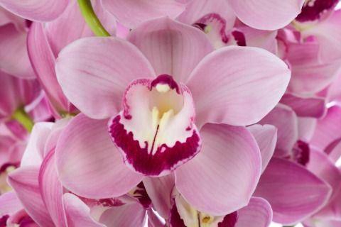 <h4>CYMB GR HUNGARIAN BEAUTY FREEKE FRE</h4>