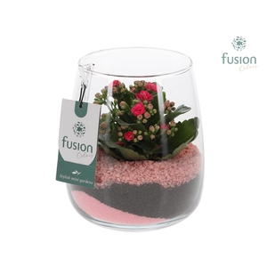 Glazen vaas Alzada met Kalanchoe