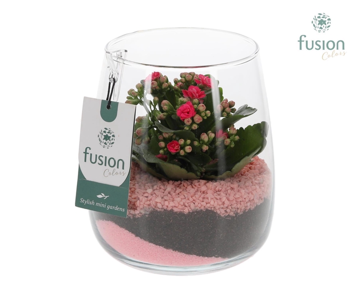 <h4>Glazen vaas Alzada met Kalanchoe</h4>