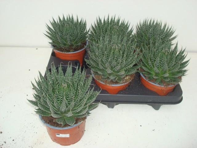 <h4>ALOE ARISTATA</h4>