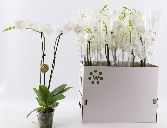 <h4>PHAL OV WIT</h4>