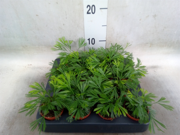 <h4>Ferns   ...</h4>