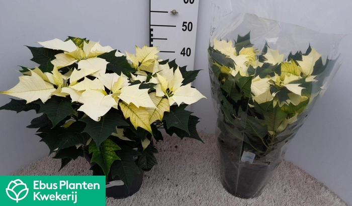 <h4>EUPHOR P ALASKA</h4>