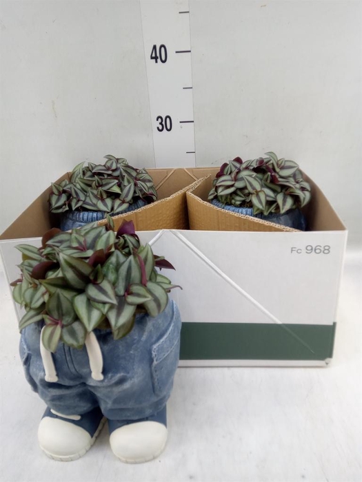 <h4>Arr. Kamerplant Groen L%</h4>