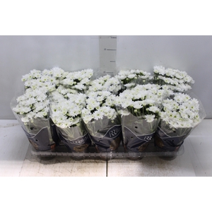 CRISANTEMO MINI P11 BRANCO