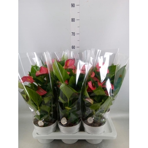 Anthurium andr. 'Livium Red'