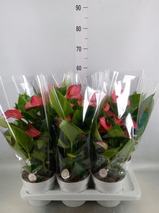 <h4>Anthurium andr. 'Livium Red'</h4>