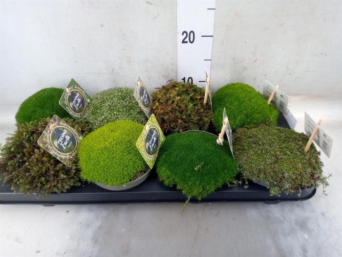 <h4>Vaste pltn   ...       [Perennials]</h4>