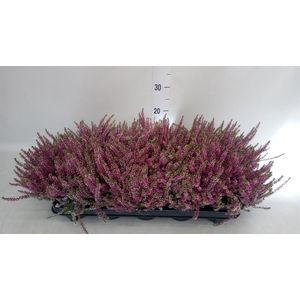 Calluna vulg. 'Beauty L Lianne'