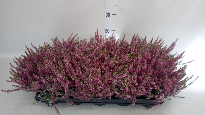 <h4>Calluna vulg. 'Beauty L Lianne'</h4>