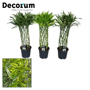 Dracaena sanderiana mix 19 cm (Decorum)