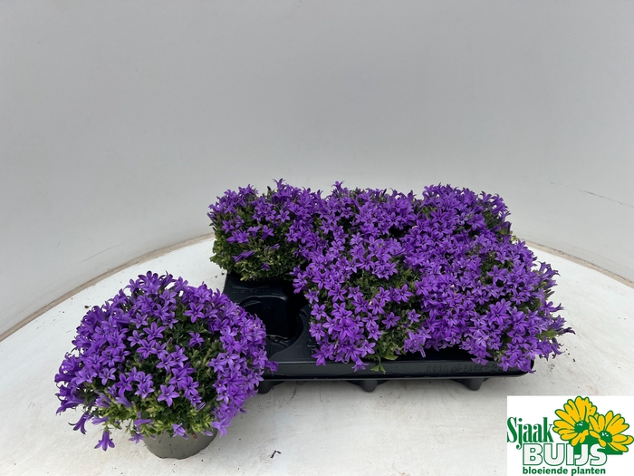 <h4>CAMP POR KRIS</h4>