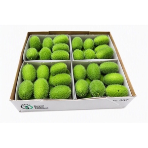 Sier Cucumis Maureen X4 Holl