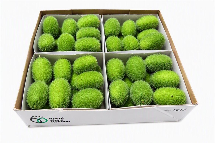 <h4>Sier Cucumis Maureen X4 Holl</h4>