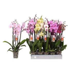 Phalaenops gemengd 7 kleuren