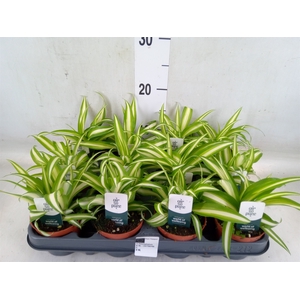 Chlorophytum com. 'Variegatum'