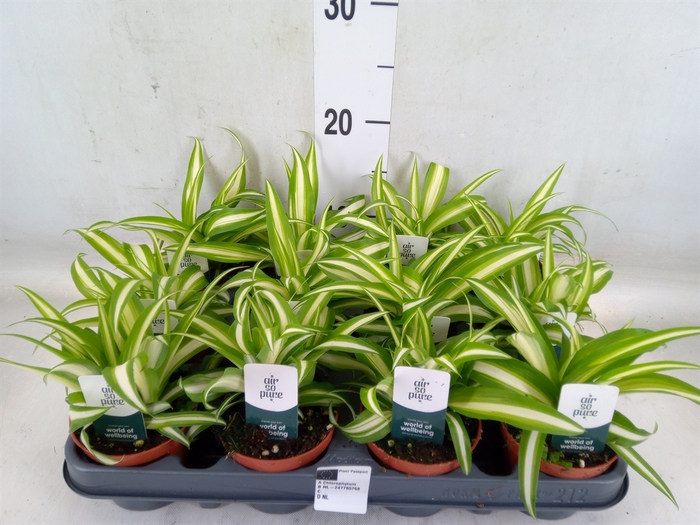 <h4>Chlorophytum com. 'Variegatum'</h4>