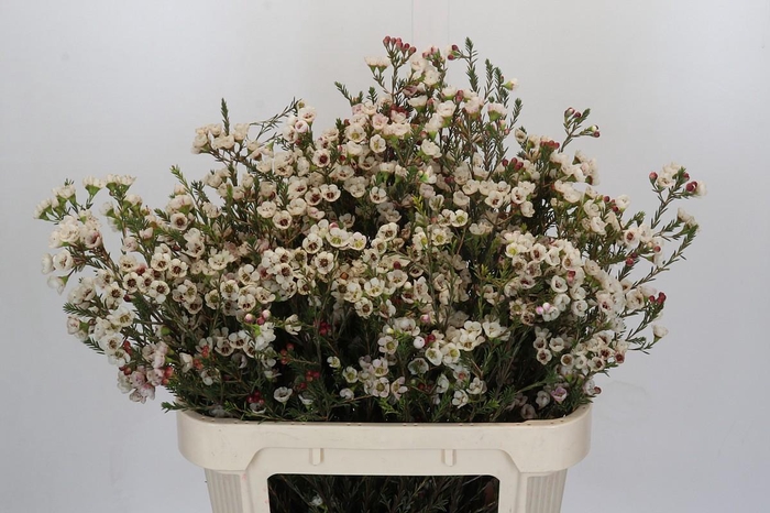 <h4>Chamelaucium Ella</h4>